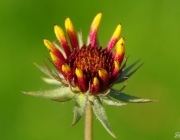 Kokardenblume (Gaillardia)