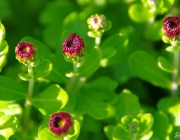 Chrysanthemen (Chrysanthemum)