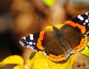 Admiral (Vanessa atalanta)
