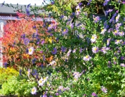 Glattblatt-Aster (Symphyotrichum novi-belgii)