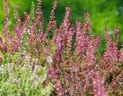 Heidekraut (Calluna vulgaris)