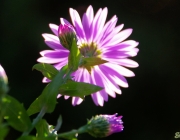 Glattblatt-Aster (Symphyotrichum novi-belgii)