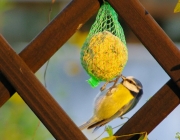Blaumeise (Cyanistes caeruleus)