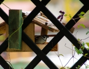 Feldsperling (Passer montanus)