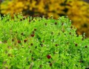 Chrysantheme (Chrysanthemum)