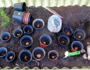 Frühblüherzwiebeln