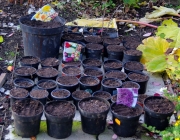 Frühblüherzwiebeln