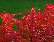 Thunberg-Berberitze (Berberis thunbergii)