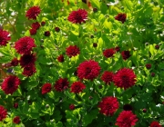 Chrysantheme (Chrysanthemum)