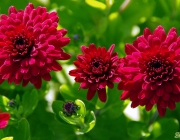 Chrysantheme