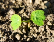 Kapuzinerkresse (Tropaeolum majus)