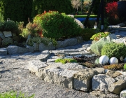 Chrysanthemen (Chrysanthemum)