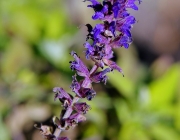 Ziersalbei (Salvia nemorosa)