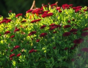 Chrysanthemen (Chrysanthemum)
