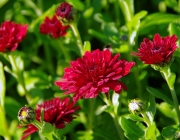 Chrysanthemen (Chrysanthemum)