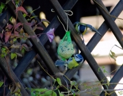 Kohlmeise und Blaumeise