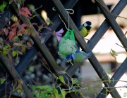 Kohlmeise und Blaumeise