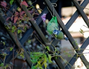 Blaumeise (Cyanistes caeruleus)