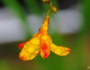 Montbretie (Crocosmia)