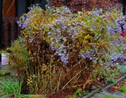 Glattblatt-Aster (Symphyotrichum novi-belgii)