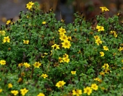 Gold-Zweizahn (Bidens ferulifolia)