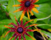 Schwarzäugige Rudbeckie (Rudbeckia hirta)