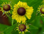 Herbst-Sonnenbraut (Helenium autumnale)