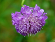Tauben-Skabiose (Scabiosa columbaria)