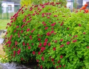 Chrysanthemen (Chrysanthemum)