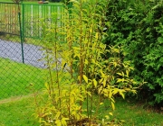 Forsythie (Forsythia × intermedia)