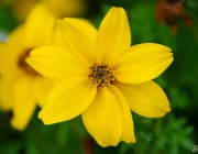 Gold-Zweizahn (Bidens ferulifolia)