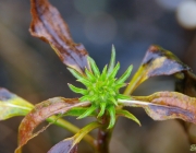Purpur-Sonnenhut (Echinacea purpurea)