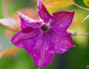 Waldrebe (Clematis)