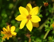 Gold-Zweizahn (Bidens ferulifolia)