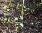 Kapuzinerkresse (Tropaeolum majus)