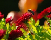 Chrysanthemen (Chrysanthemum)