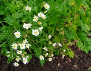 Mutterkraut (Tanacetum parthenium)