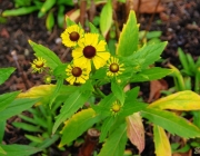 Herbst-Sonnenbraut (Helenium autumnale)