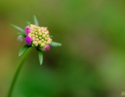 Tauben-Skabiose (Scabiosa columbaria)