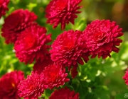 Chrysantheme (Chrysanthemum)