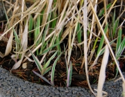 Buntblättriges Rohrglanzgras (Phalaris arundinacea ‚Picta‘)