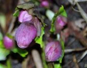 Lenzrose (Helleborus orientalis)