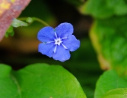 Kaukasusvergissmeinnicht (Brunnera macrophylla)