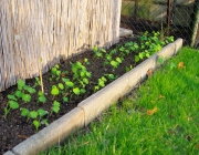 Großen Kapuzinerkresse (Tropaeolum majus)