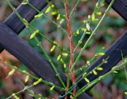 Winter-Jasmin (Jasminum nudiflorum)