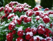 Chrysanthemen (Chrysanthemum)