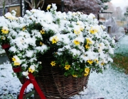 Gold-Zweizahn (Bidens ferulifolia)