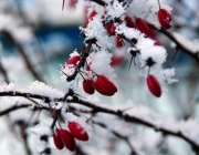 Rote Heckenberberitze (Berberis thunbergii Atropurpurea)