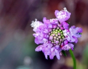 Tauben-Skabiose (Scabiosa columbaria)