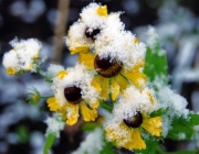 Herbst-Sonnenbraut (Helenium autumnale)